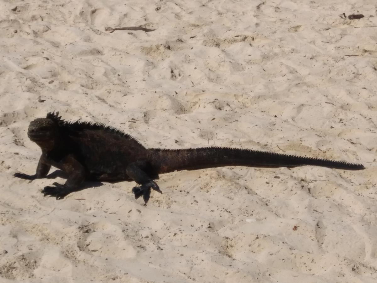 פורטו איורה Suymar Ecolodge Galapagos מראה חיצוני תמונה